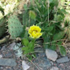 Meet your Posher, Lanese